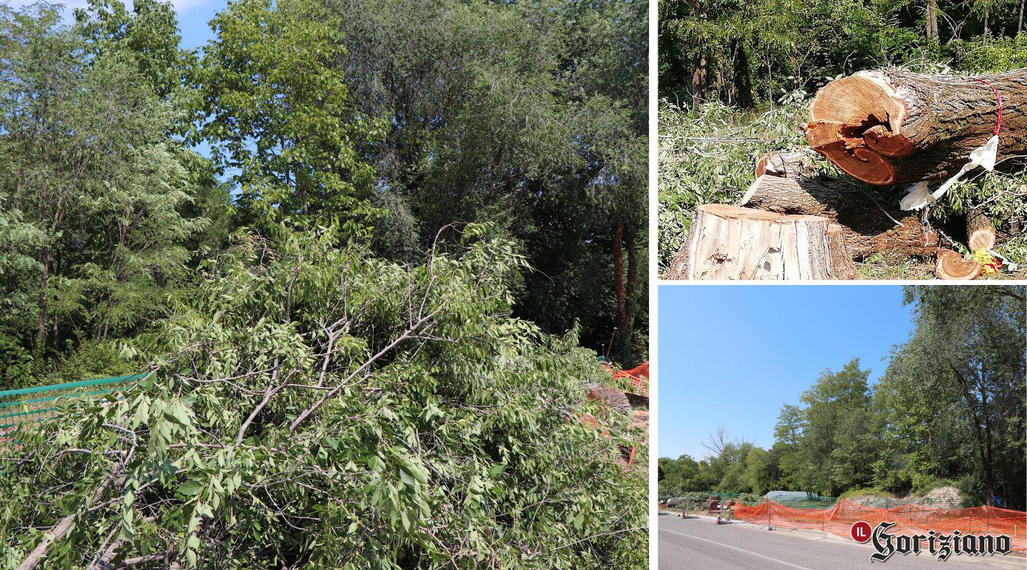 Copertina per Abbattuti gli alberi in via Cordaioli, confermato il progetto del Gect